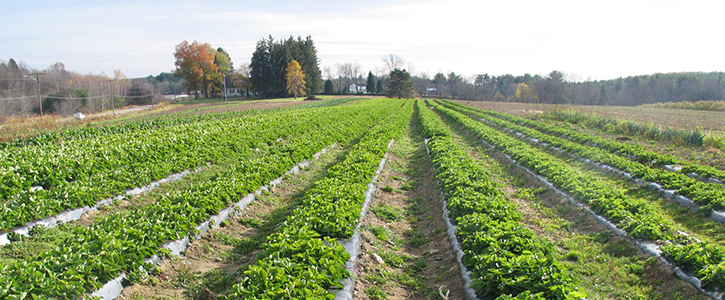 Row Crops in Central Massachusetts <small><em>(photo courtesy of USDA NRCS)</em></small>